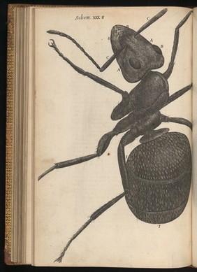 Engraving of an ant in Micrographia, 1665, by Robert Hooke.