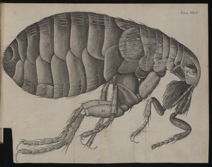 Engraving of a flea in Micrographia, 1665, by Robert Hooke.