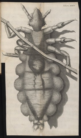 Engraving from Micrographia, 1665, by Robert Hooke.