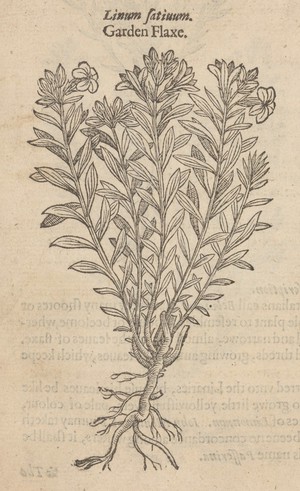 view Garden Flaxe. Woodcut engraving, 1597.