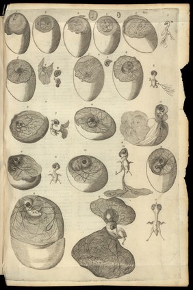 Plate 1 from "De formatione ovi et pulli", Fabricius 1621.