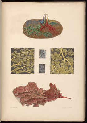 Plate VII, On the anatomy of the breast. Cooper, 1840.