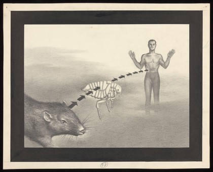 The path of infection of plague from rats via fleas to man. Drawing by A.L. Tarter, 194-.