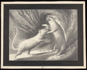 view Rats fighting; the plague spreading. Drawing by A.L. Tarter, 194-.