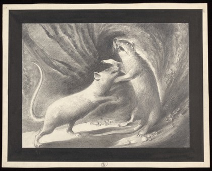 Rats fighting; the plague spreading. Drawing by A.L. Tarter, 194-.