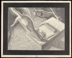 view A rat caught in a trap; victim to man's efforts to stem the spread of plague. Drawing by A.L. Tarter, 194-.