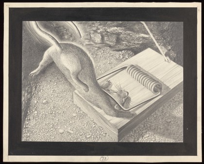 A rat caught in a trap; victim to man's efforts to stem the spread of plague. Drawing by A.L. Tarter, 194-.