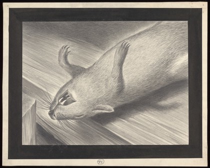 A dead plague-infected rat. Drawing by A.L. Tarter, 194-.