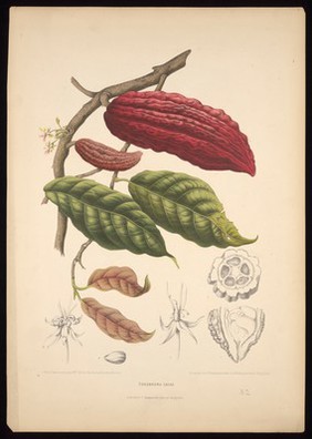 Cacao (Theobroma cacao L.): fruiting and flowering branch with separate numbered sections of flowers, fruit and seed. Chromolithograph by P. Depannemaeker, c.1885, after B. Hoola van Nooten.