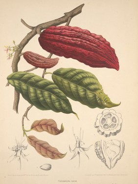 Cacao (Theobroma cacao L.): fruiting and flowering branch with separate numbered sections of flowers, fruit and seed. Chromolithograph by P. Depannemaeker, c.1885, after B. Hoola van Nooten.