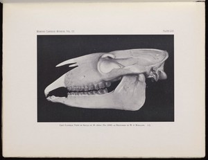 view Left lateral view of skull of M. elatus