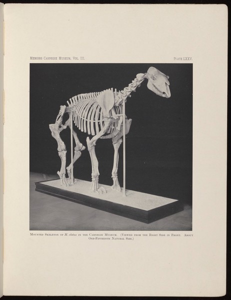 Mounted skeleton of M. elatus