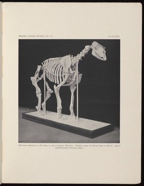Mounted skeleton of M. elatus