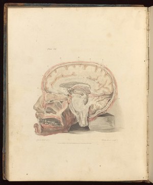 view Cross section of the brain. Sir Charles Bell engraving