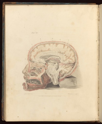 charles bell | Images search | Wellcome Collection