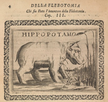 Hippopotamus engraving in 'Il Chirurgo ...'