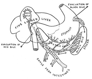 The evolution of anatomy : a short history of anatomical and physiological discovery to Harvey, being the substance of the Fitzpatrick lectures delivered at The Royal College of Physicians of London in the years 1923 and 1924 / by Charles Singer ; with XXII plates and 117 figures in the text.