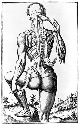 Anatomical plate probably drawn for Spigelius. First appeared in Julii Casserii Placentini, Tabulae Anatomicae LXXIIX, venice 1627 (It exhibits an attempt to analyse the spinal muscles)