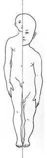 Male anatomical figure, showing proportions - child to man.