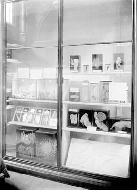 Showcase of specimens, whale and sea bottem models.