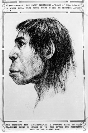 Illustration of Piltdown Man (Eoanthropus). fragments of skull found in 1912.