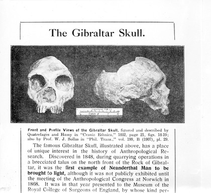 Skulls: the Gibralter Skull discovered in 1848. Neanderthal man.
