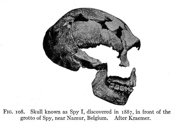 Skull known as Spy I discovered in 1887 near Mamur, Belgium.