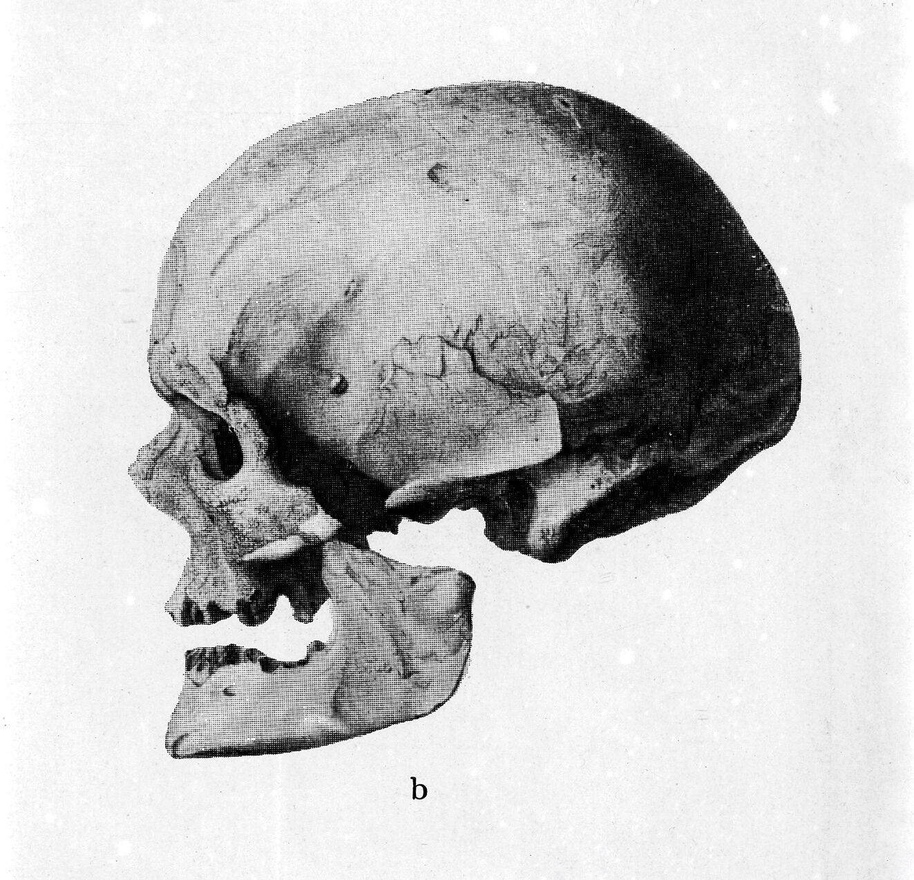 Skull Left Profile Wellcome Collection All types facebook cover twitter header linkedin background youtube channel cover. skull left profile wellcome collection