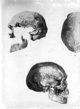 Two skulls, left profile and right profile.