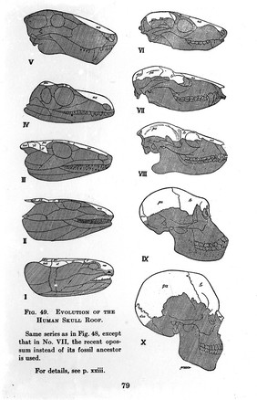 The evolution of the human skull roof: ten structural stages.