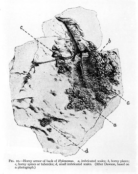 Horny armor of back of Hylonomus. After Dawson, based on photograph.