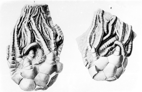 2 illustrations of fossils.