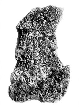 M0001226: Photograph of a large piece of rock with fossil marks