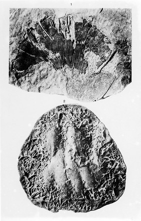 Two illustrations of rock with fossil marks.