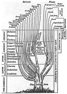 Tree, plant and animal stem.