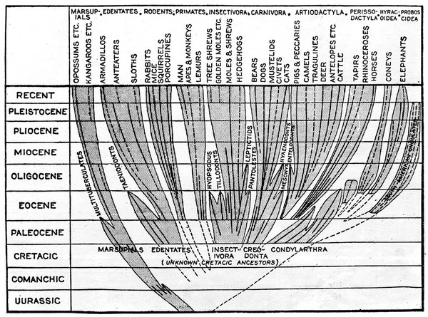 Charts: tree, plants and animal stem. Durassic. Comanchie Cretacie, etc.