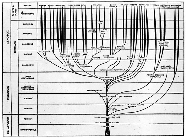 Charts: tree, plants and animal stem. Paleozoic, Mesozoic and Cenozoie (Line).