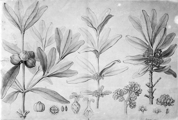 M0001404: Botanical illustration of Cinchona hyoenanche globosa