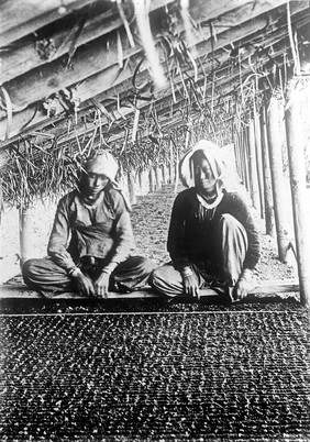 Cinchona nursery, India: natives picking out seedlings.