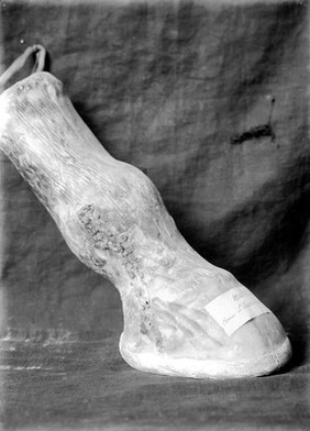 Wax ex-voto of horse's hoof with diseased leg. Musee Ethnographico, Palermo.