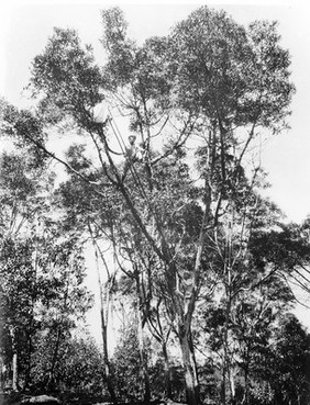 M0001605: Photograph of two men in the bough of a cinchona tree using a pulley to collect cinchona seeds