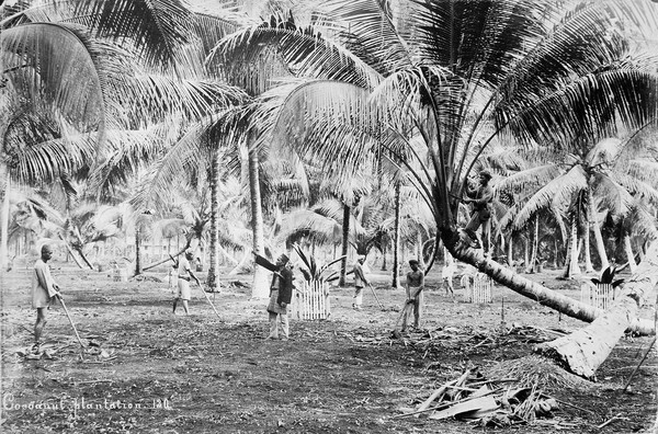 Coconut plantation