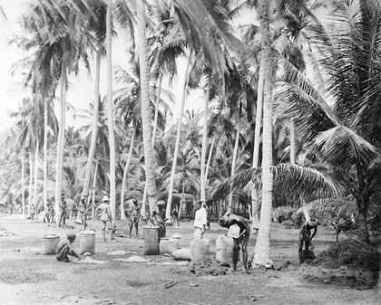 Coconut plantation