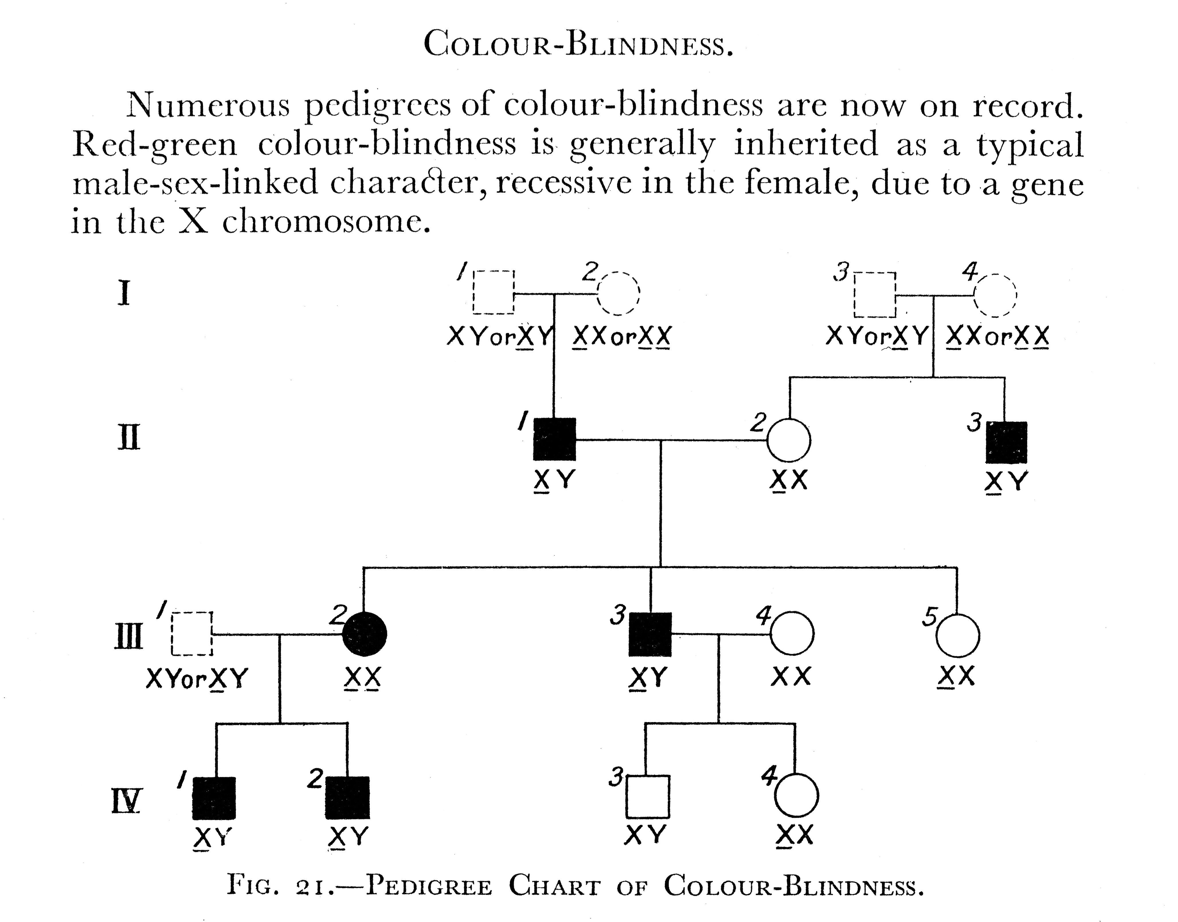 Color Blindness Hereditary Chart