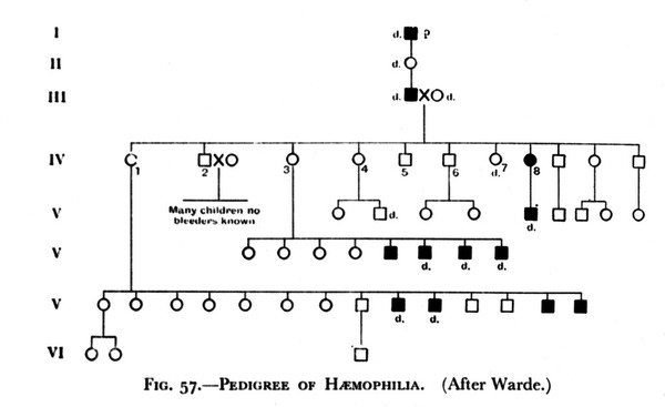 Charts, Pedigree of Haemophilia (after Warde). Charts, Pedigree of Haemophibia (after Klug).