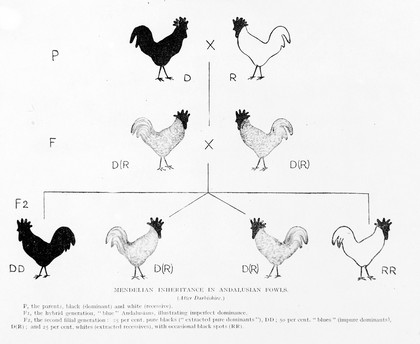 Inheritance in snails and Mendelian. Inheritance in Andalusian fowls.