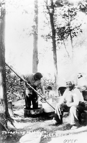 Chippewa Indians camping at Shell Lakes, Detroit Lakes, Minnesota. Threshing wild rice with "Little Rabbit" seated in the foreground.