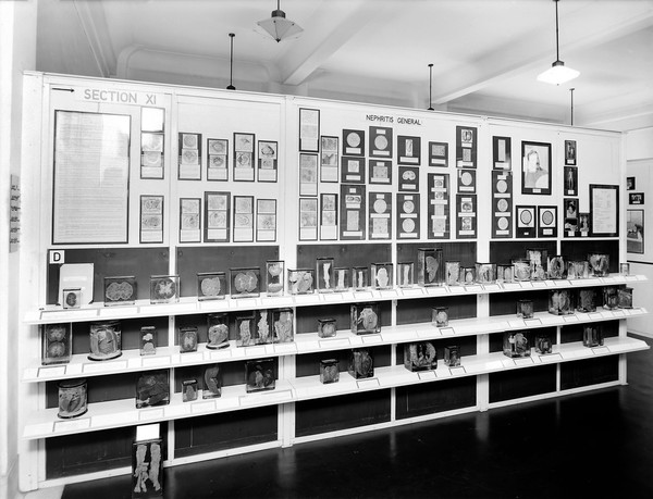 Wellcome museum, screen and specimens