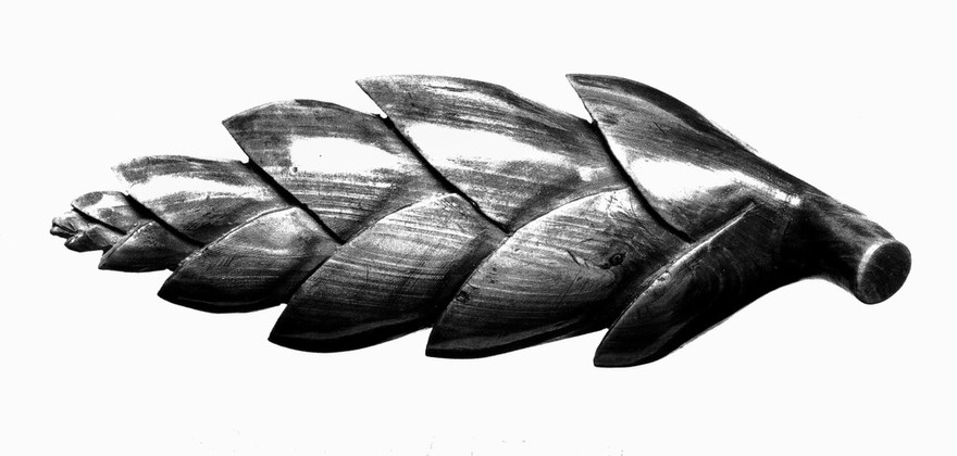 Wood shoot of Myoga Zingiber. Myoga shoots are considered a great delicacy inn Japan but over indulging can result in memory loss.