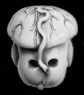 Ivory new born child in the state of flexion.